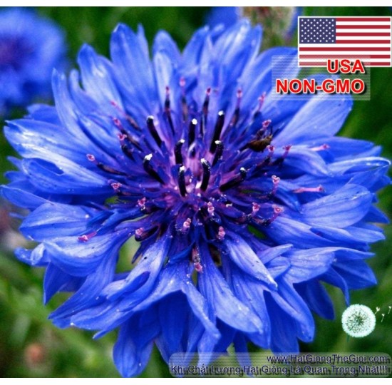 Hạt giống Hoa Trúc Mai Xanh Blue 70cm