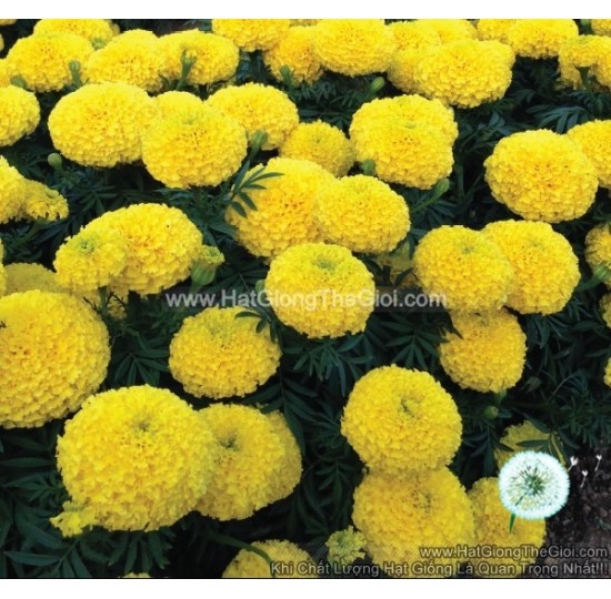 Hạt giống Hoa vạn thọ lỡ vàng f1 bông to 12cm 