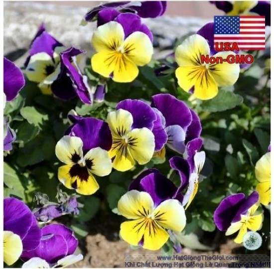 Hạt giống hoa Viola Bông Nhỏ Tím Nhảy (Viola cornuta)