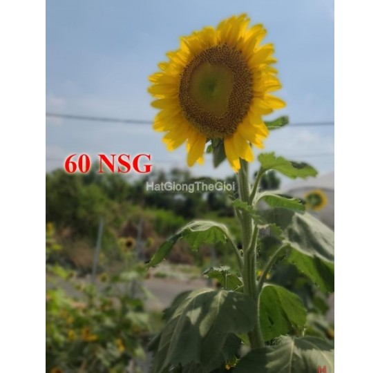 Hạt giống hướng dương khổng lồ Voi Ma Mút (Helianthus annuus)