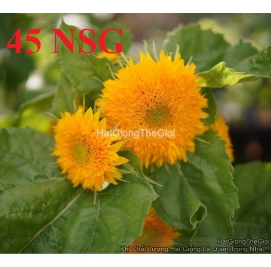 Hạt giống Hoa Hướng Dương Lùn Kép 30cm (Helianthus annuus)