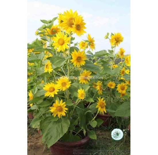 Hạt giống hoa hướng dương tháp siêu bông 