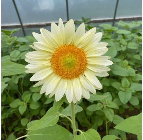 Hạt giống Hoa Hướng Dương Trắng F1 White