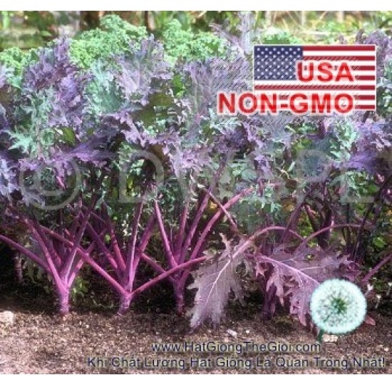 Hạt giống cải Kale Đỏ Red Russian (Brassica oleracea, Acephala)