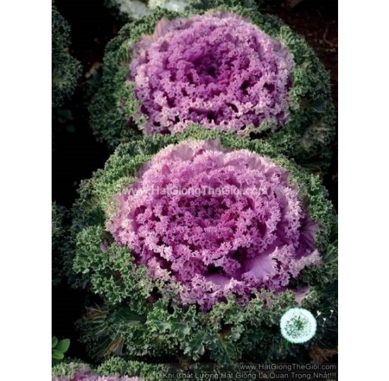 Hạt giống cải Kale xoăn Trồng Chậu NAGOYA Rose
