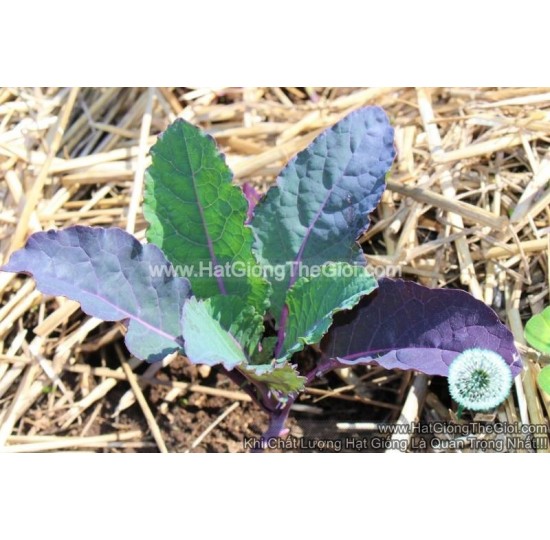 Hạt giống kale khủng long Tím Dazzling Blue
