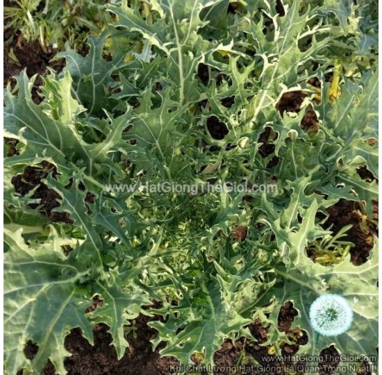 Hạt giống cải Kale Rong Biển Xanh