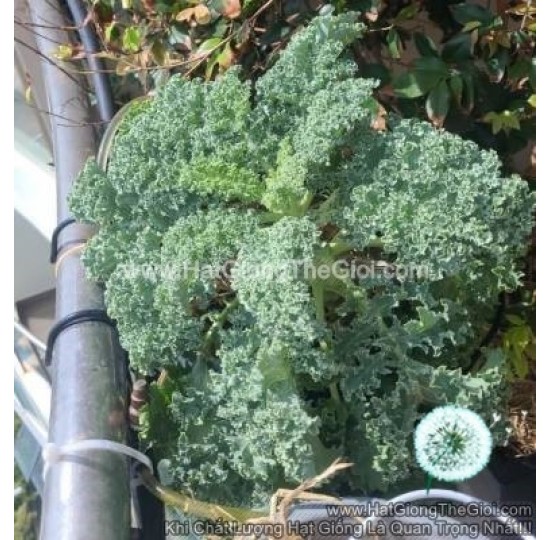 Hạt giống Cải kale xoăn xanh lùn Kale Scotch F1 - 5GR
