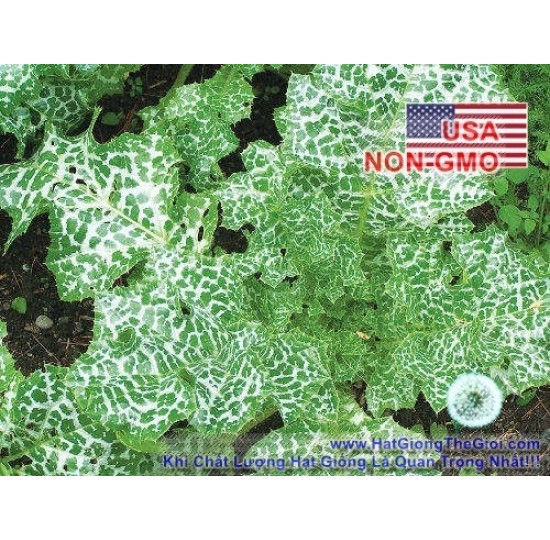 Hạt giống Kế Sữa Gan Milk Thistle (Silybum marianum)