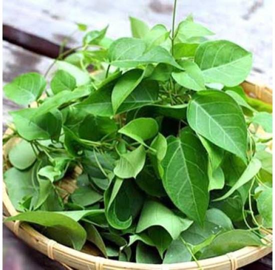 Hạt giống lá giang (Aganonerion polymorphum)