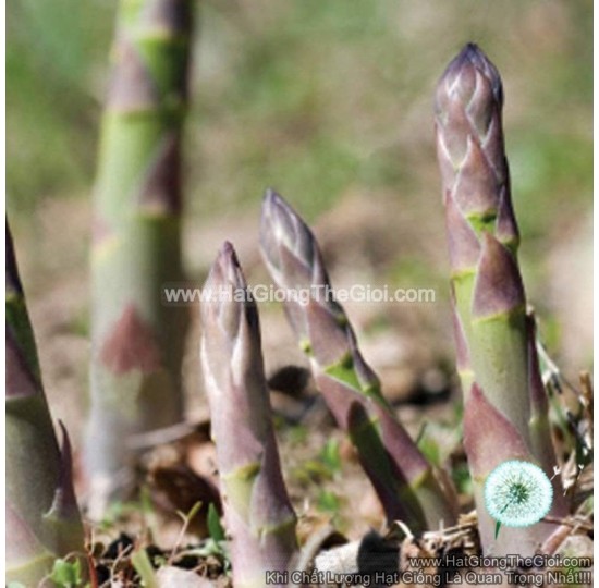Hạt giống măng tây tím (Asparagus officinalis)