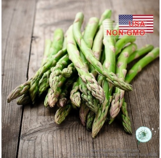 Hạt giống măng tây xanh Washington (Asparagus officinalis)