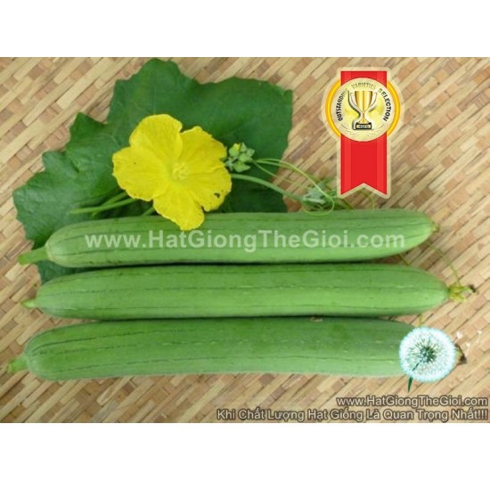 Hạt giống Mướp hương xanh lai F1 gói lớn 20gr