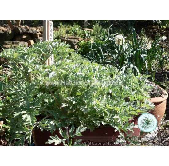 Hạt giống Ngải Cứu Nhật Bản