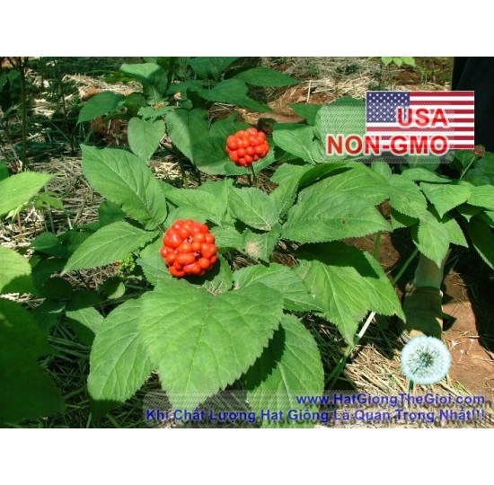 Hạt giống nhân sâm USA (Panax quinquefolius)