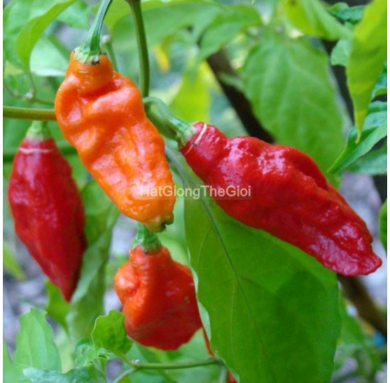 Hạt giống quả ớt Ớt Cay Ma Siêu Cay Bhut Jolokia