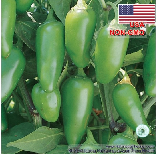 Hạt giống ớt Chịu Nhiệt Sai Trái Jalapeno (Capsicum chinense)