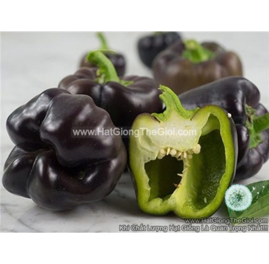 Hạt giống ớt chuông đen ngọt (Capsicum)