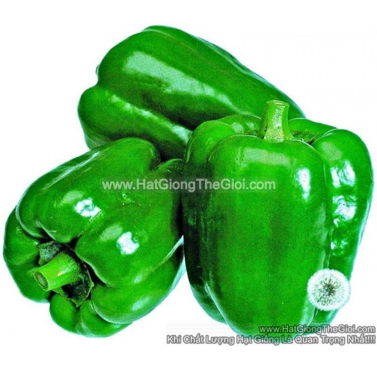 Hạt giống ớt chuông Ngọt F1 Xanh 180Gram