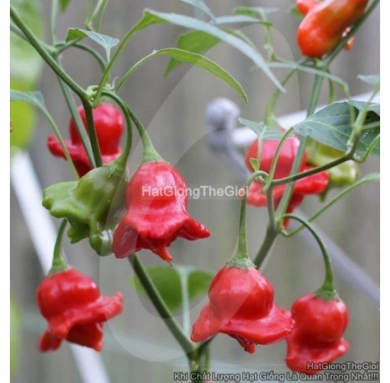 Hạt giống ớt Hoa Hồng f1