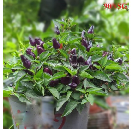 Hạt giống quả Ớt Kiểng Nón Lá Tím
