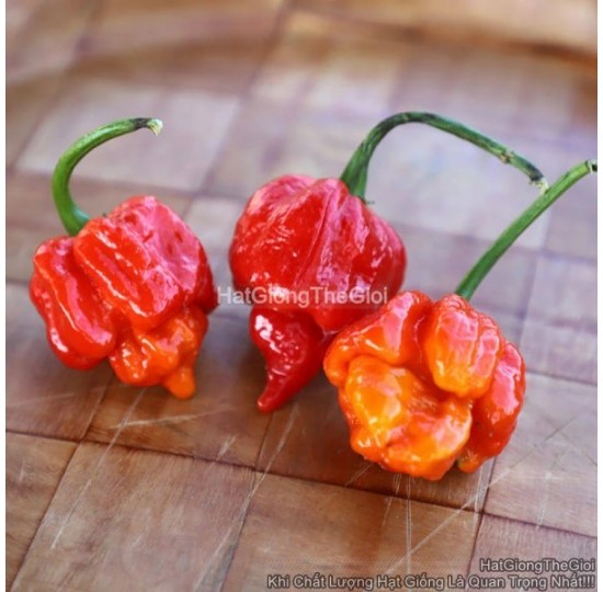 Hạt giống ớt Siêu Cay Trinidad Scorpion