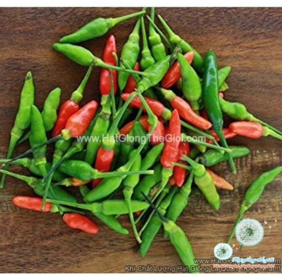 Hạt giống Ớt xiêm rừng Thái Lan