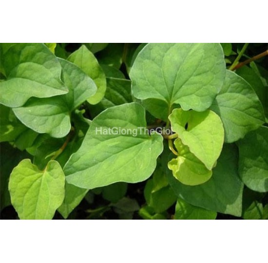 Hạt Giống Rau Dấp Cá