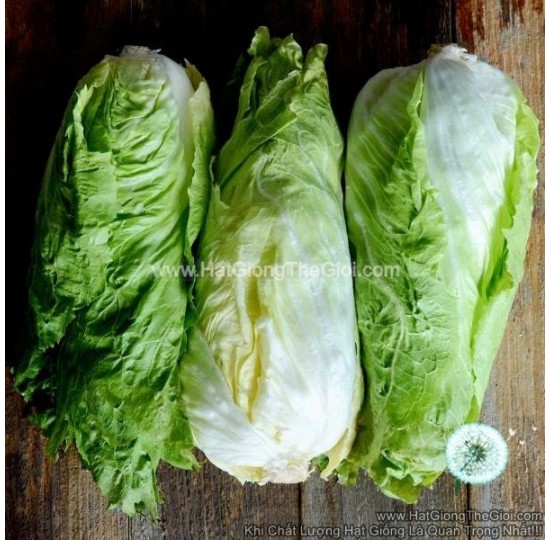 Hạt giống Rau Diếp Xoăn Bắp Cải F1