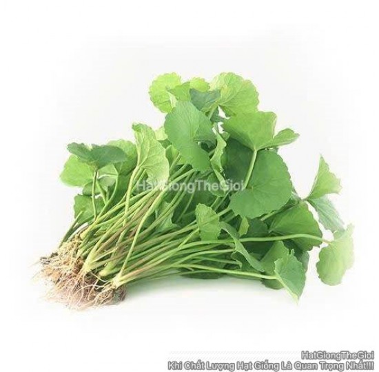 Hạt giống rau má Lá Lớn 10gr