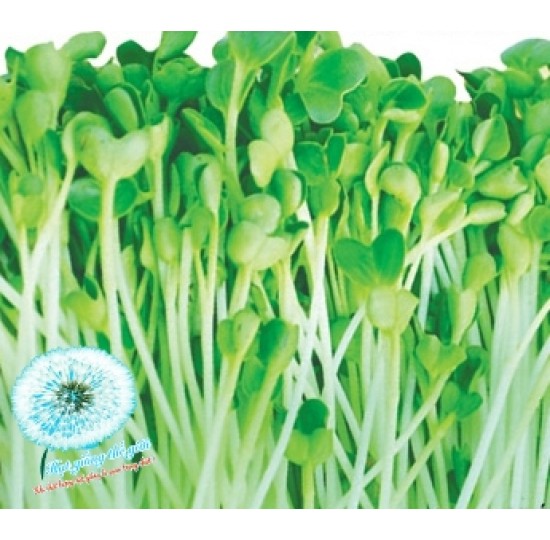 Hạt giống Rau Mầm Cải Thìa