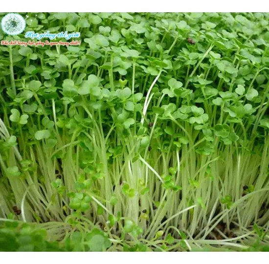 Hạt giống rau mầm hướng dương 1kg