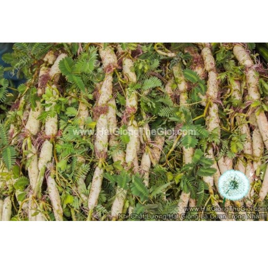 Hạt giống rau nhút 