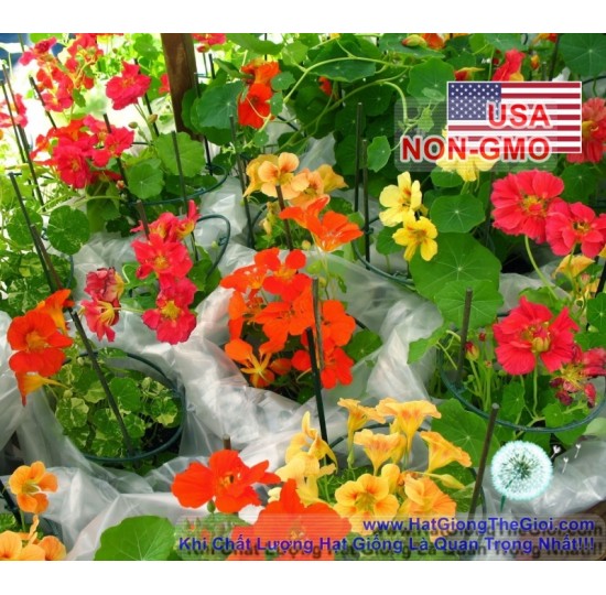 Hạt giống Sen Cạn Lùn nhiều màu