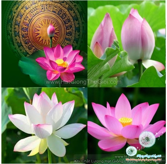 Hạt giống hoa sen việt nam nhiều màu