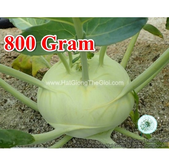 Hạt giống su hào xanh F1 800Gr