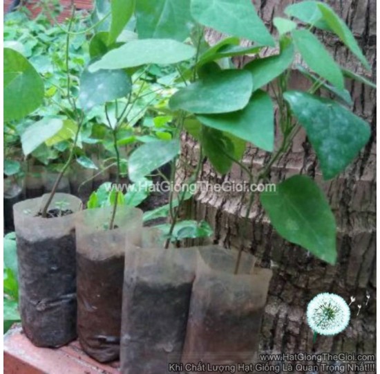 Hạt giống sương sâm lông (Tiliacora triandra)