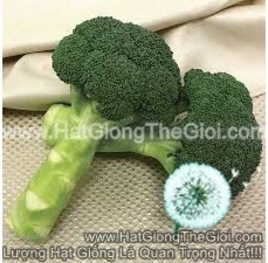 Hạt giống Lơ Xanh Baby Shiyama chịu nhiệt tốt
