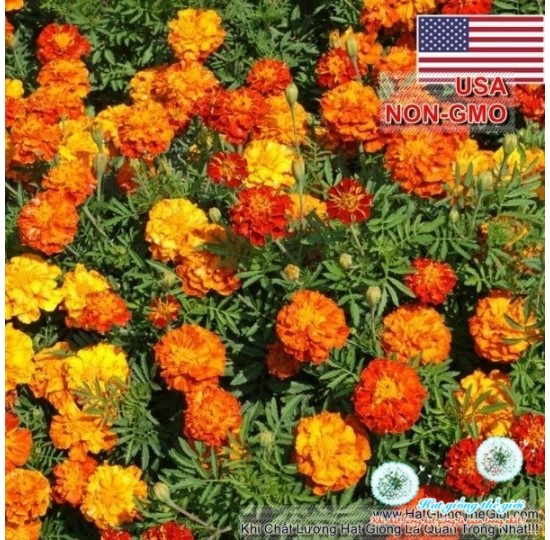 Hạt giống Hoa Cúc Vạn Thọ Lùn 30cm Mix Sparky (Tagetes patula)