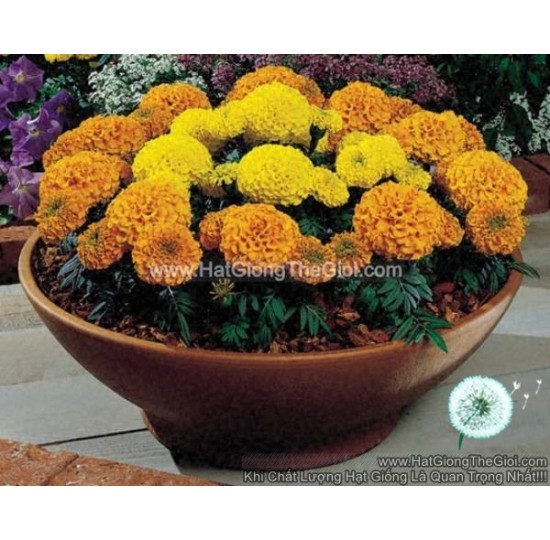 Hạt giống Hoa Cúc Vạn Thọ Mỹ Siêu Lùn 25cm nhiều màu