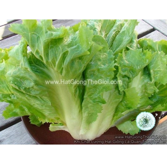 Hạt giống Xà Lách Escarole Carol