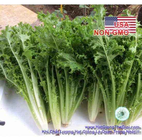 Hạt giống Rau Xà Lách Frisee