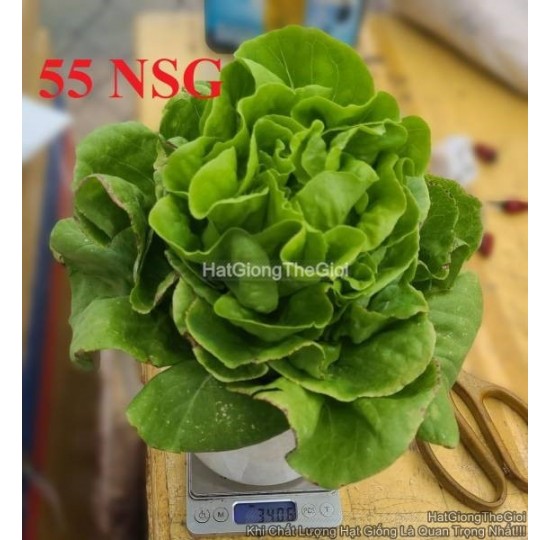 Hạt giống Xà Lách Búp Siêu Chặt
