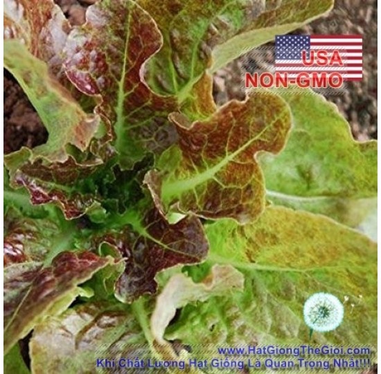 Hạt giống Xà Lách Chịu Hạn Mignonette (Lactuca sativa)
