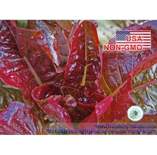Hạt giống Xà Lách Romaine Chịu Nhiệt Red