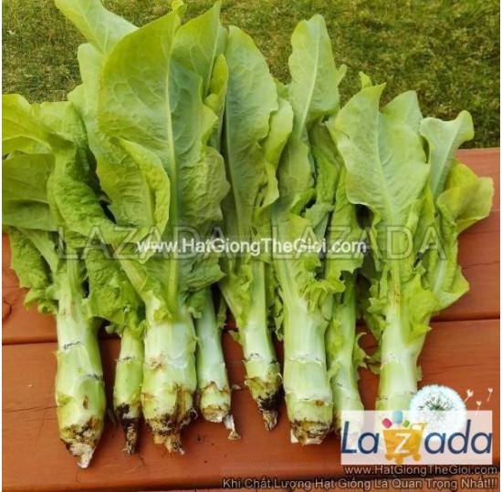 Hạt giống Xà Lách Mỡ Xanh Đồng Bruno