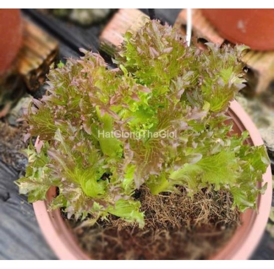 Hạt giống Xà Lách Thủy Tinh Kim Cương Đỏ