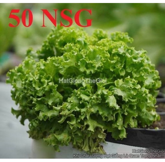 Hạt giống Xà Lách Xoăn Xanh